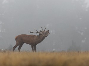 Brame du Cerf