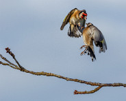 IMG_3728_LR Oiseaux au jardin