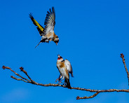 IMG_5987_LR Oiseaux au jardin