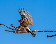 IMG_7197_LR Oiseaux au jardin