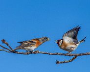 IMG_7727_LR Oiseaux au jardin