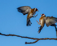 IMG_8090_LR Oiseaux au jardin