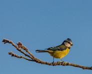 IMG_9744_LR Oiseaux au jardin