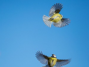 Oiseaux en vol