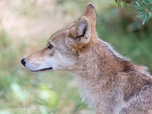 Les loups du Gevaudan