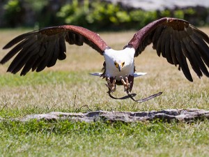 Donjon des Aigles