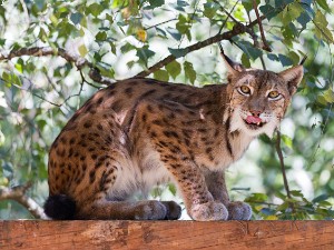 Parc animalier des Pyrenees