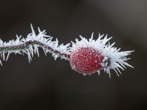 Givre