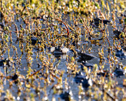 IMG_5187_LR